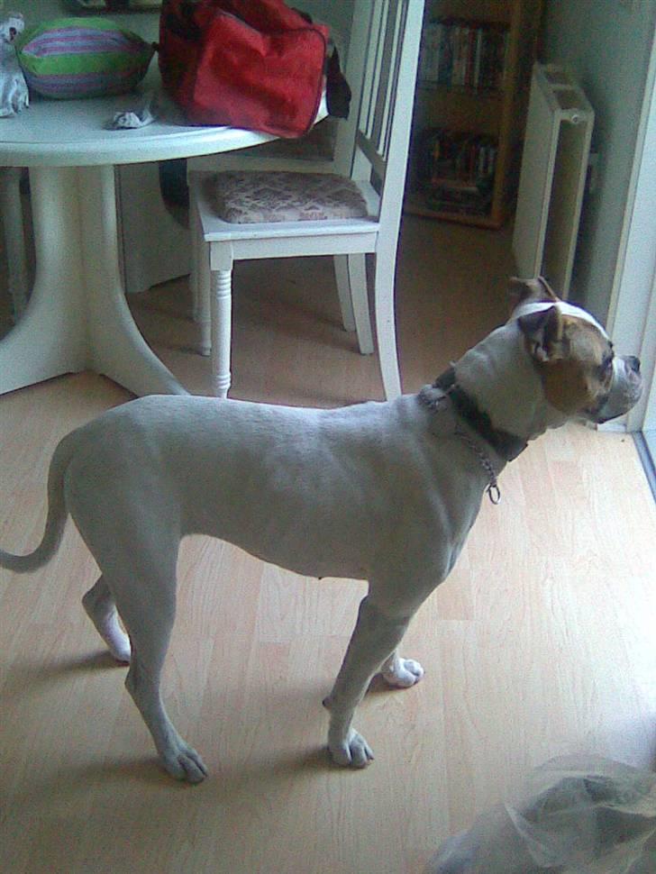 Amerikansk bulldog Molly - Molly holder lige øje med hvad der sker i haven billede 4