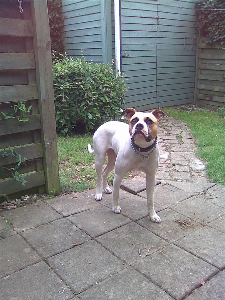 Amerikansk bulldog Molly - svært billede at få taget. billede 5