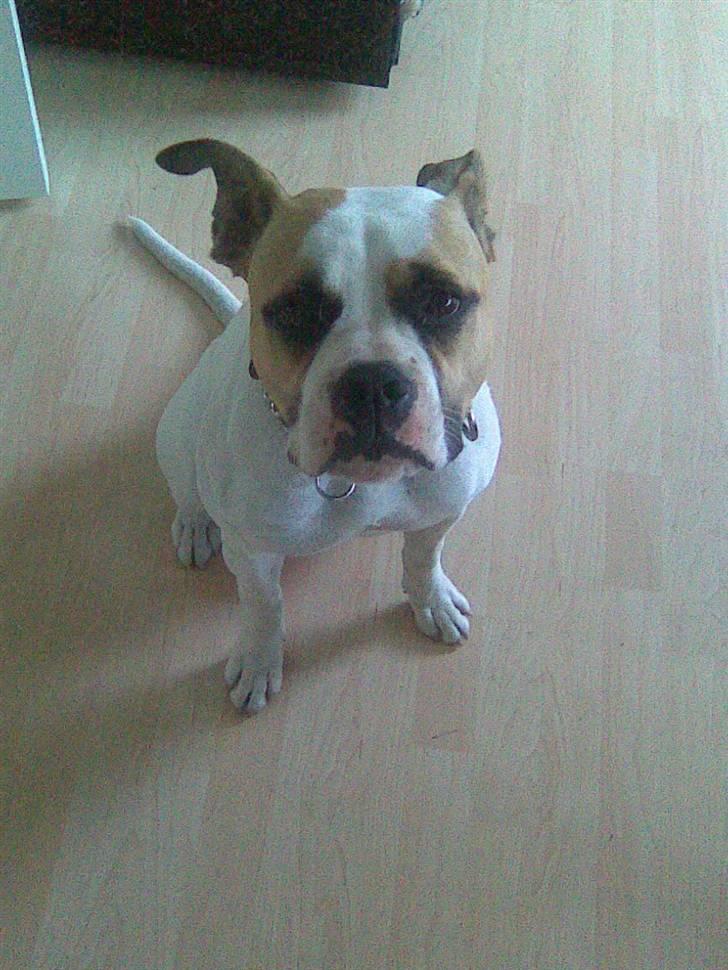 Amerikansk bulldog Molly - og sitte kan jeg også billede 6