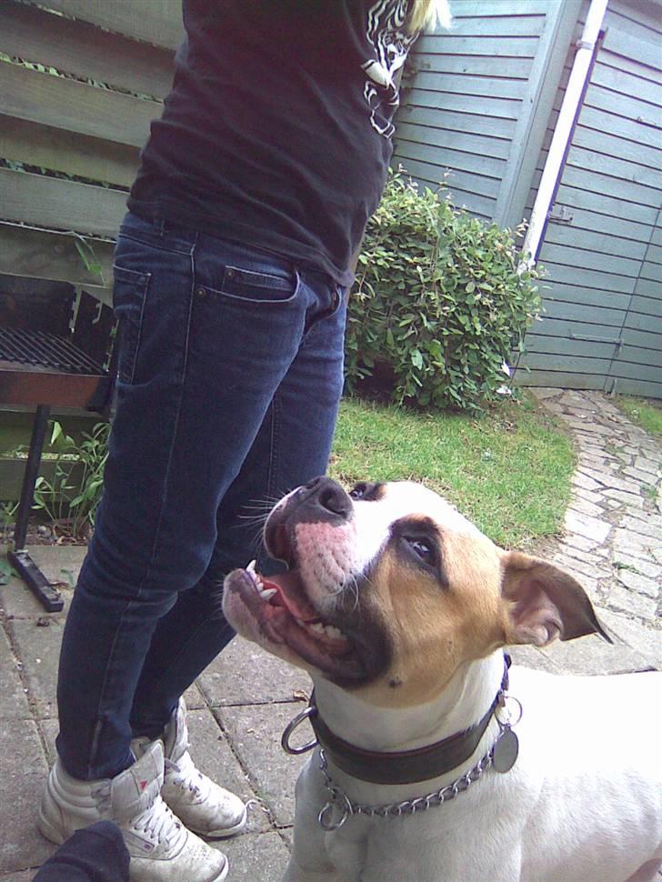 Amerikansk bulldog Molly - kan ikke lade være med at grine af det her billede hun ser så glad ud. ;) billede 7