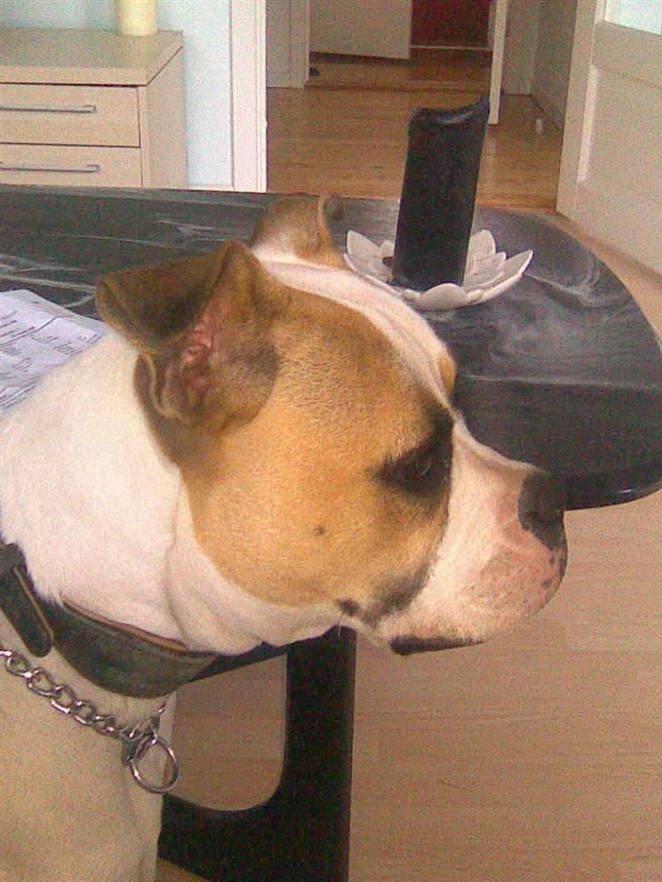 Amerikansk bulldog Molly - close up billede 8