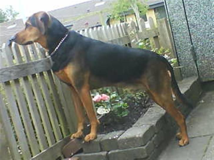 Blanding af racer Snøvsen (Mors hund) - "Sker der mon noget nyt?" - Snøvsens faste udkigstårn :D billede 7