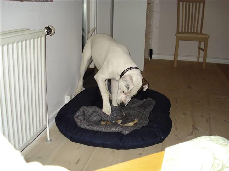 Amerikansk bulldog AB:)Soffie=:) - hun prøver at grave sit ben ned i kassen.. hihihi billede 11