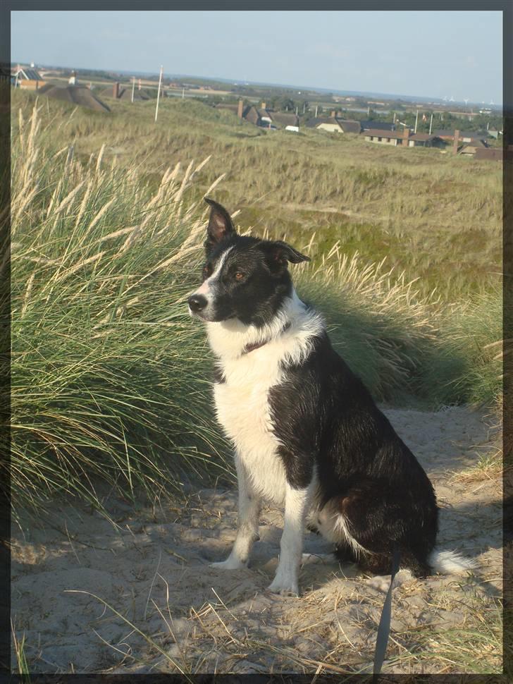 Border collie Spot - R.I.P 18/5 2010 - 7. Spot´nyder udsigten over vesterhavet (; billede 8