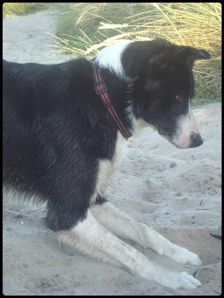 Border collie Spot - R.I.P 18/5 2010 - 8. Spot leger lige lidt billede 9