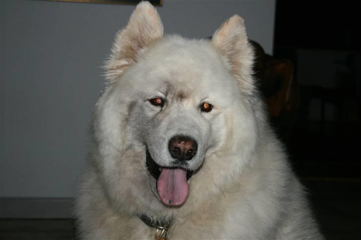 Samojedhund Bamse - Ups - var vist blevet lidt beskidt :) billede 13