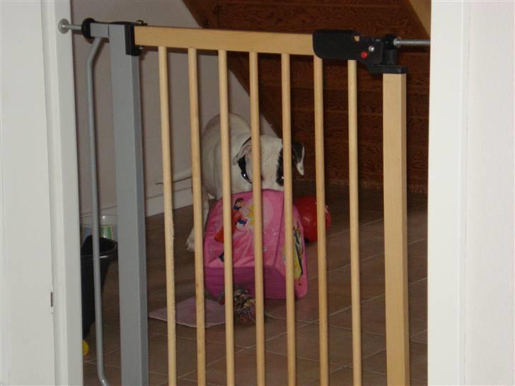 Amerikansk bulldog AB:)Soffie=:) - her får legetøjet lige en tur.. smiler billede 13