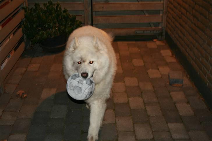 Samojedhund Bamse - Elsker min bold...  billede 14