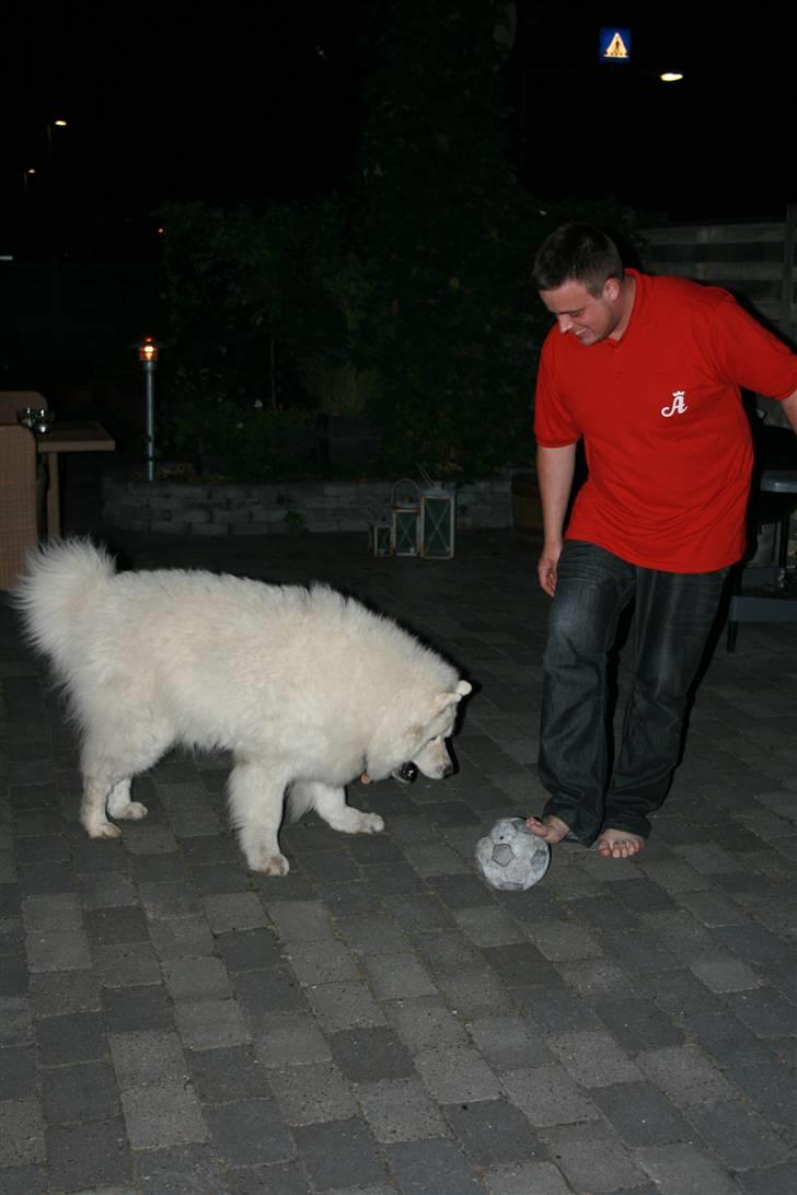 Samojedhund Bamse - Yes... Elsker når Kristian gider spille fodbold :)  billede 15