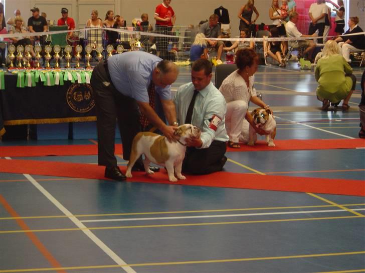 Engelsk bulldog Ziva - klemme og mig i århus billede 6