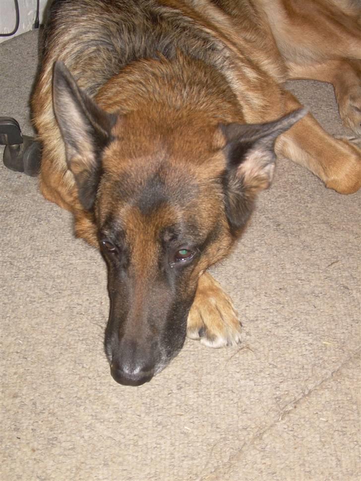 Schæferhund fie<3 ~R.I.P ~ - velkommen til fie´s side. <33 billede 1