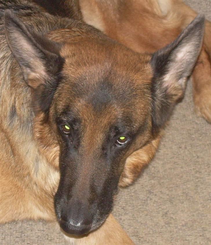 Schæferhund fie<3 ~R.I.P ~ - fie er ikke så glad for at få taget billeder. billede 2