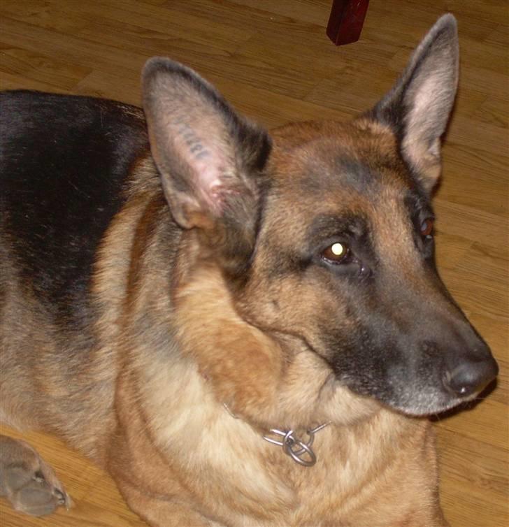 Schæferhund fie<3 ~R.I.P ~ billede 3