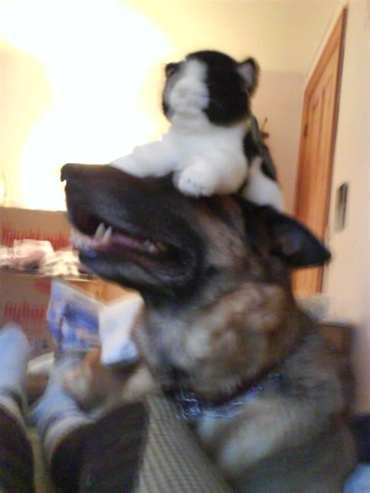 Schæferhund fie<3 ~R.I.P ~ billede 4