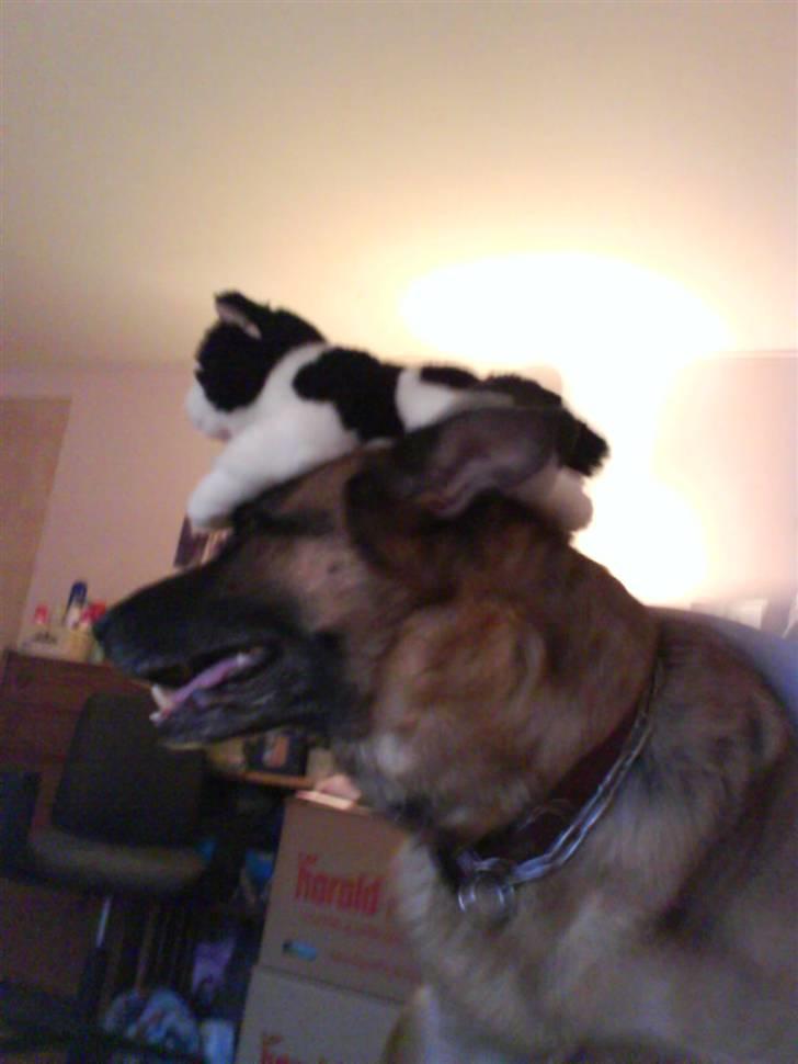 Schæferhund fie<3 ~R.I.P ~ billede 5