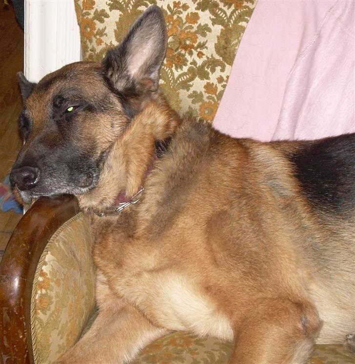 Schæferhund fie<3 ~R.I.P ~ billede 6