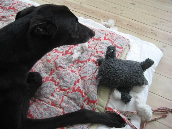 Greyhound MIO - Mio og grisen billede 1