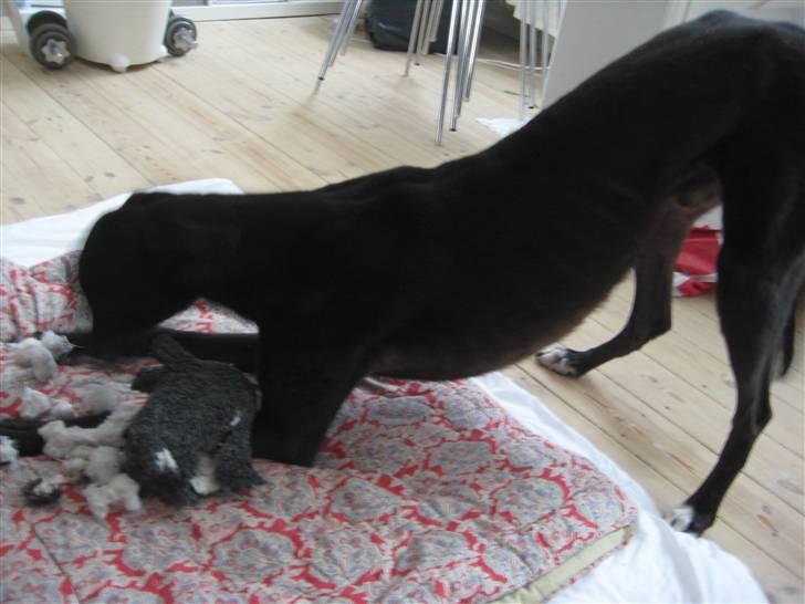 Greyhound MIO - Mio nusser grisen i ihjel.. billede 2