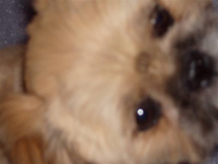 Blanding af racer Luna - Smukke øjne.. billede 5