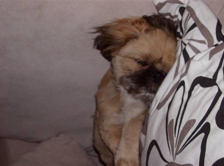 Blanding af racer Luna - En lille skraber på sofaen. billede 6