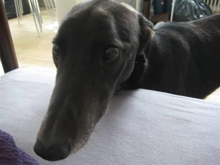 Greyhound MIO billede 3