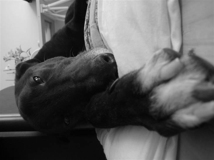 Greyhound MIO billede 4