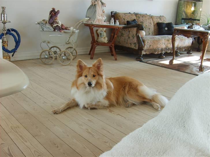 Shetland sheepdog Shelty * R.I.P * billede 17