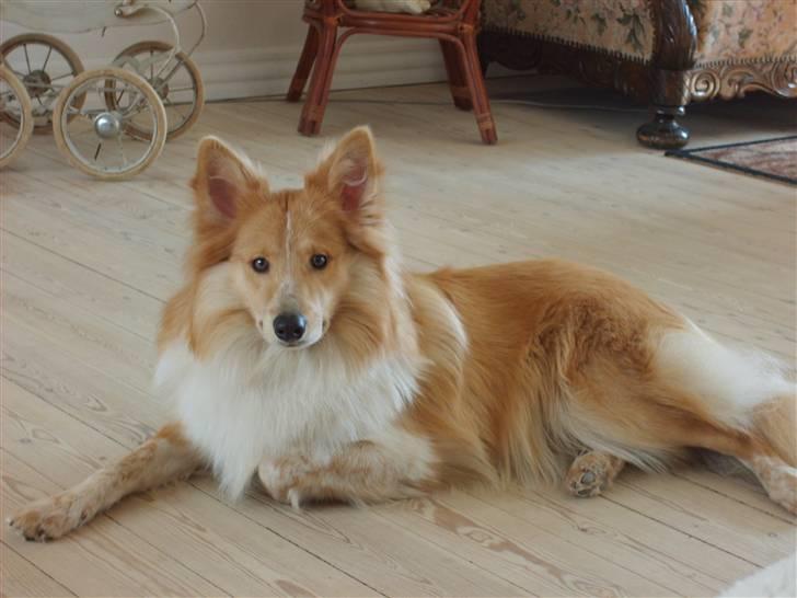 Shetland sheepdog Shelty * R.I.P * - Er jeg ikke bare vildt smuk! billede 18