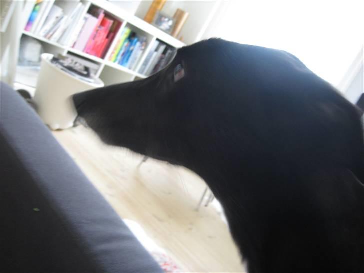 Greyhound MIO billede 5