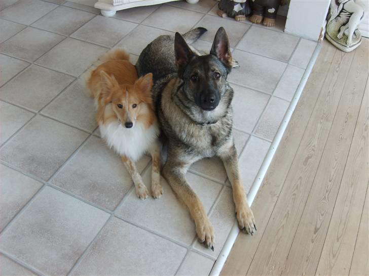Shetland sheepdog Shelty * R.I.P * - Mig og "søs" billede 20