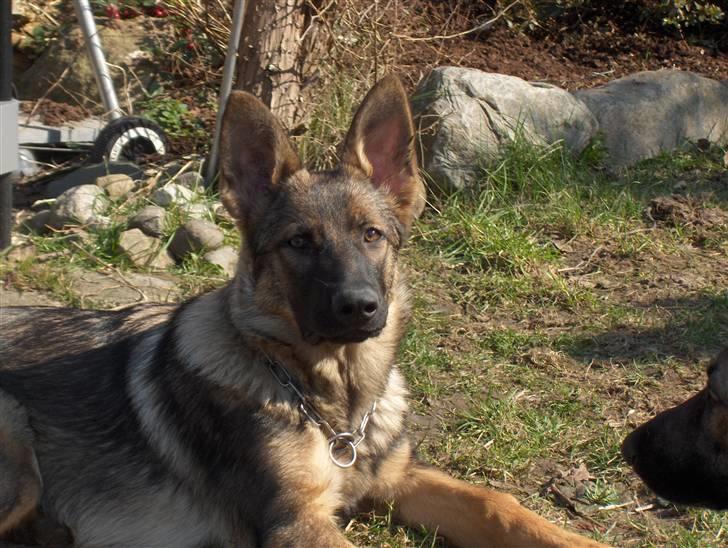 Schæferhund Jabina Isis(himmelhund) billede 1