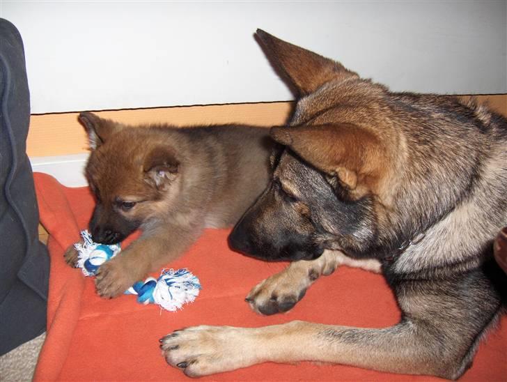 Schæferhund Jabina Isis(himmelhund) billede 2