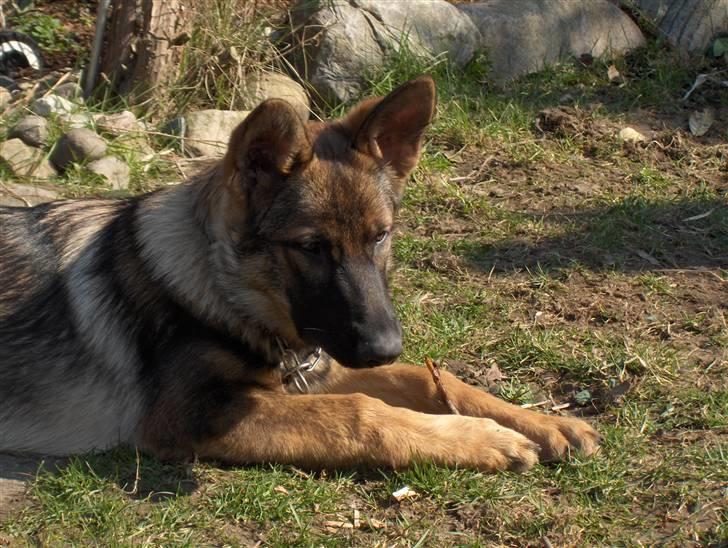 Schæferhund Jabina Isis(himmelhund) billede 3