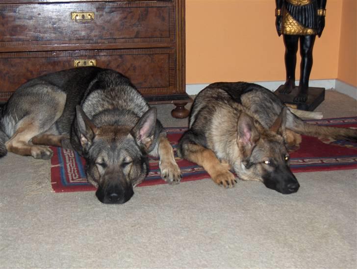 Schæferhund Jabina Isis(himmelhund) billede 4