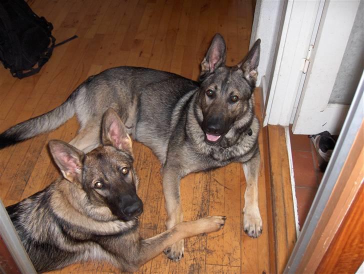 Schæferhund Jabina Isis(himmelhund) billede 5