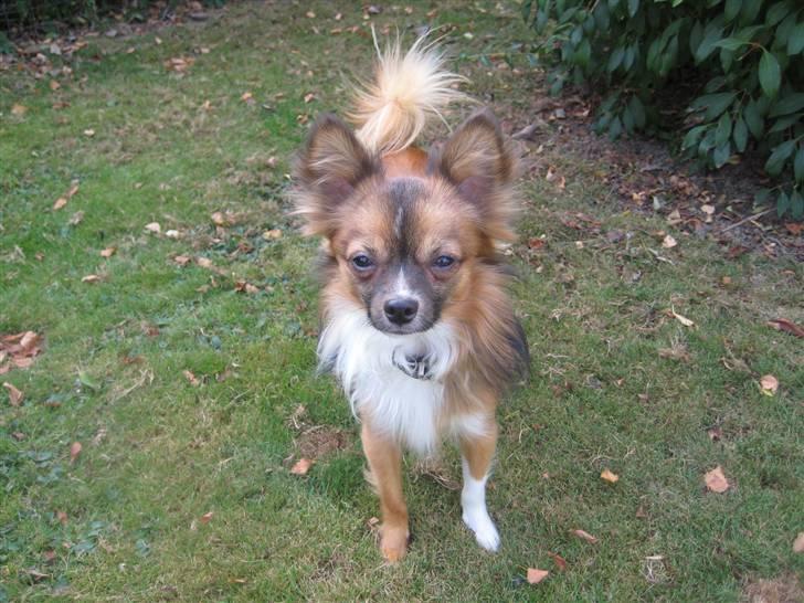 Blanding af racer Baloo billede 13