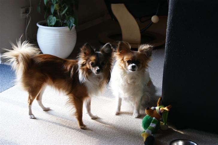 Blanding af racer Baloo - Baloo og Chikita.. billede 14