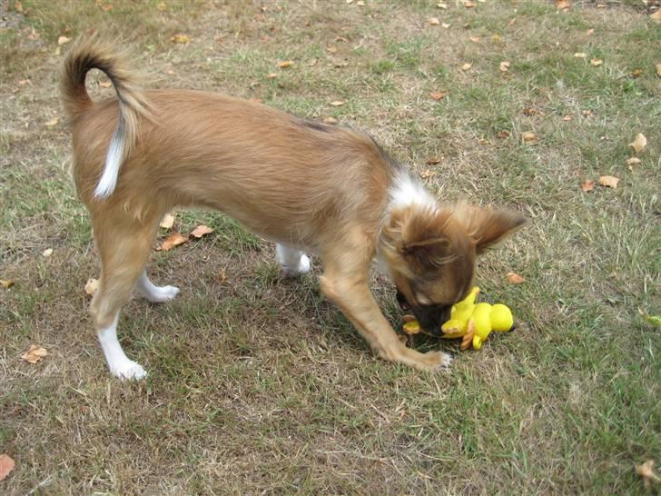 Blanding af racer Baloo billede 15