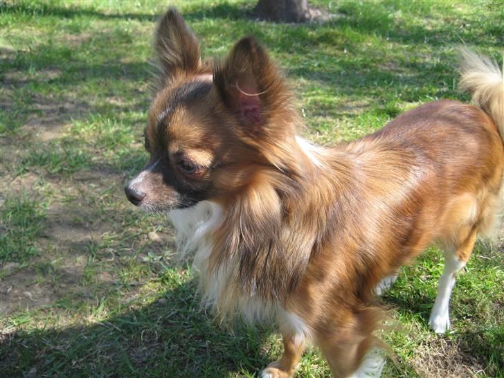 Blanding af racer Baloo billede 16