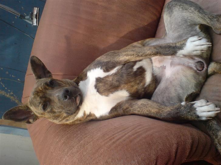 Amerikansk staffordshire terrier Chewie billede 18