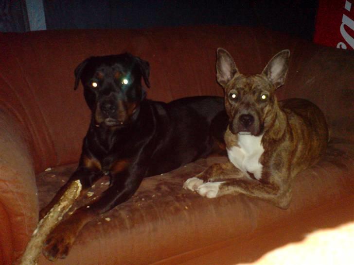 Amerikansk staffordshire terrier Chewie billede 19