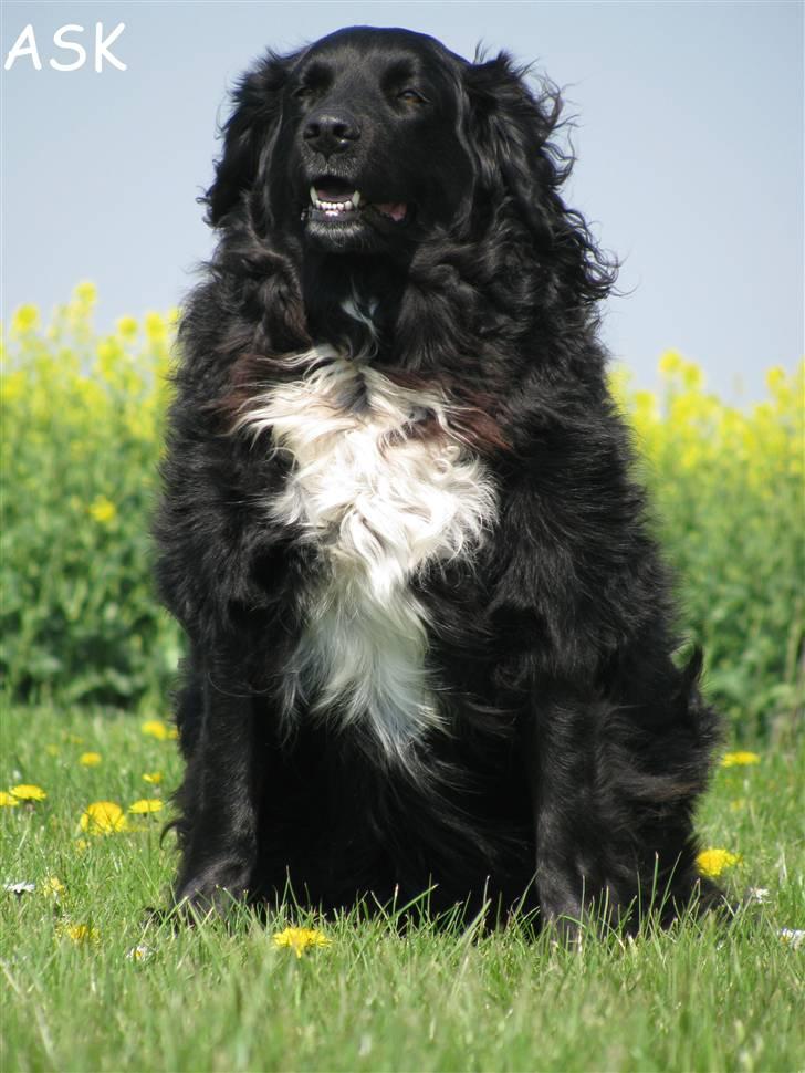 Blanding af racer Freud - Velkommen, :) ASK-Foto billede 1