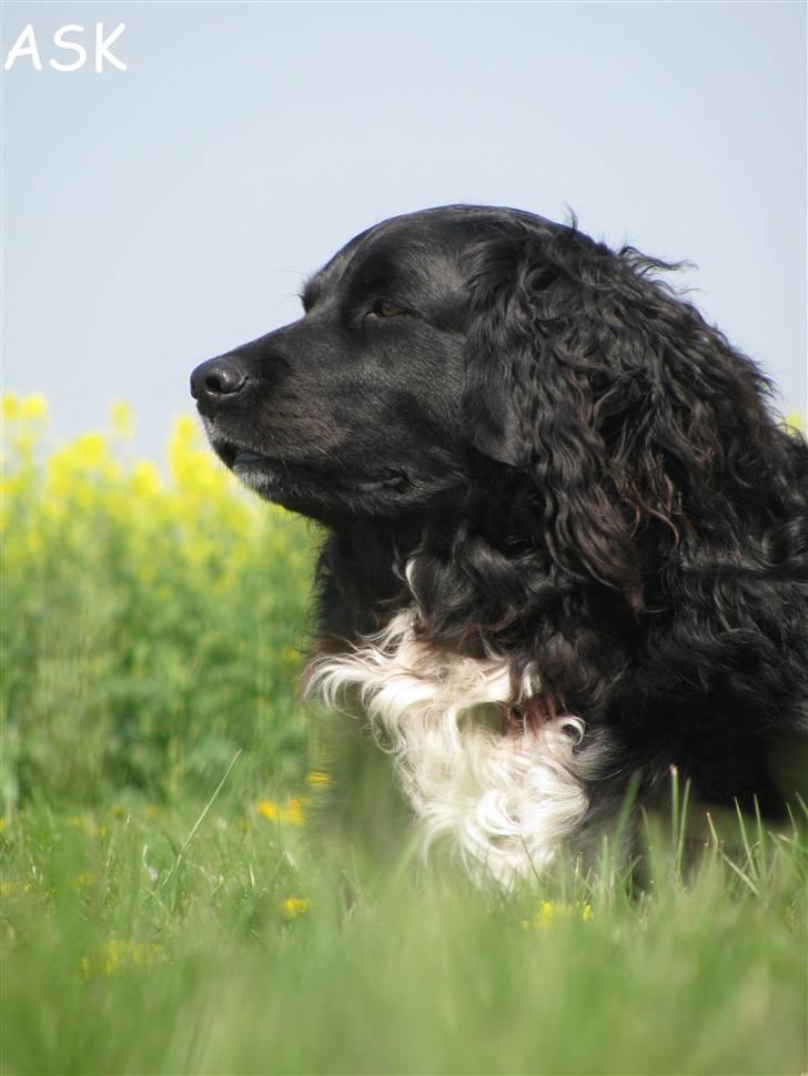 Blanding af racer Freud - ASK-Foto billede 2