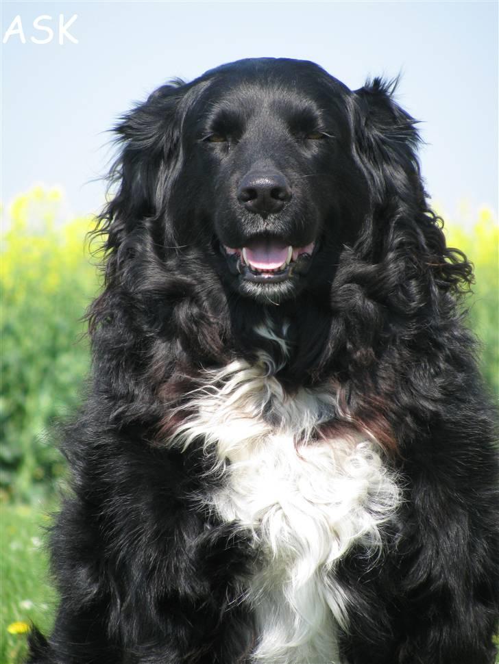 Blanding af racer Freud - ASK-Foto billede 3