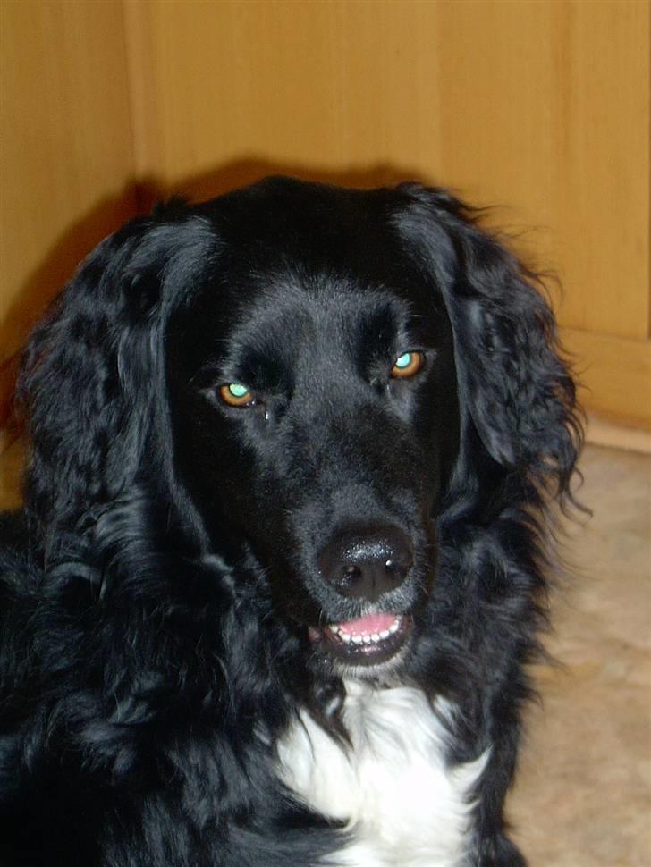 Blanding af racer Freud - ASK-Foto billede 4