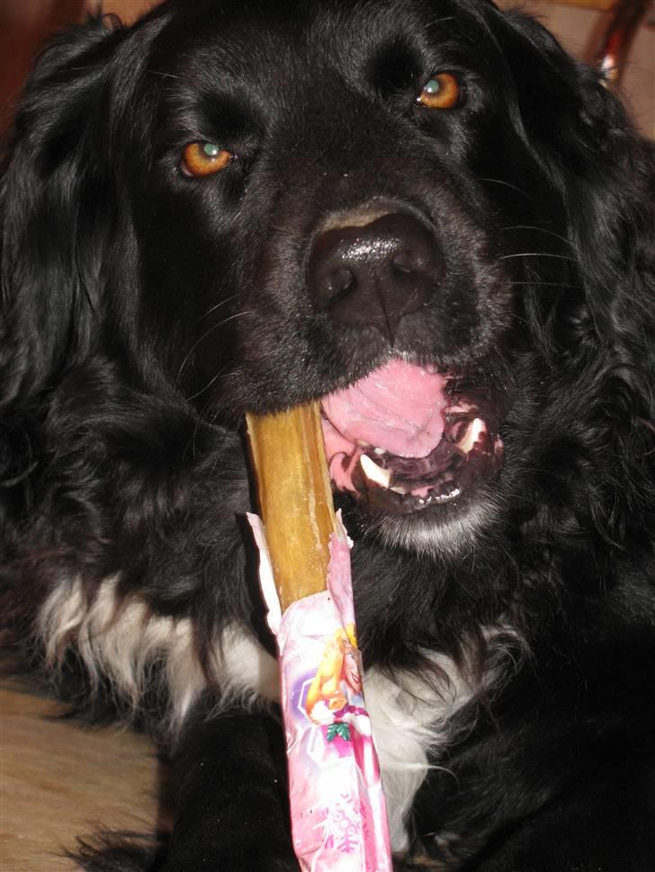 Blanding af racer Freud - Selvom man er hund, skal man da også have julegaver ?  ASK-Foto billede 5