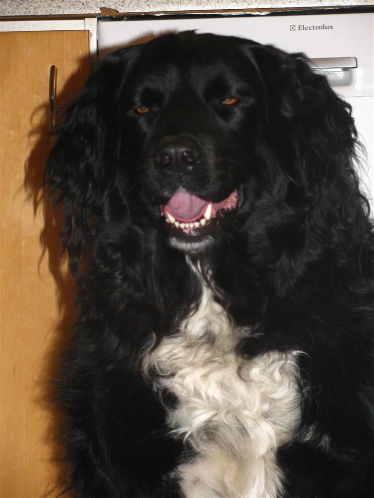 Blanding af racer Freud - ASK-Foto billede 6