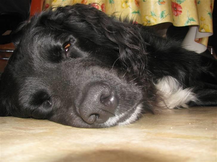 Blanding af racer Freud - En træt hund. ASK-Foto  billede 7