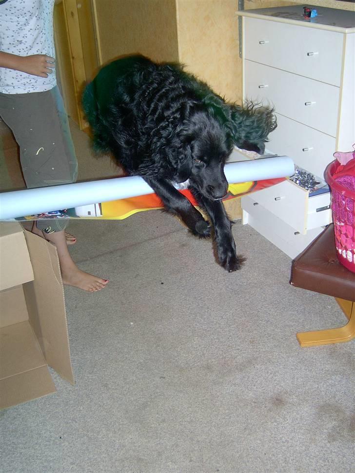 Blanding af racer Freud - UNDSKYLD  KVALITETEN ! Hopla :) billede 8