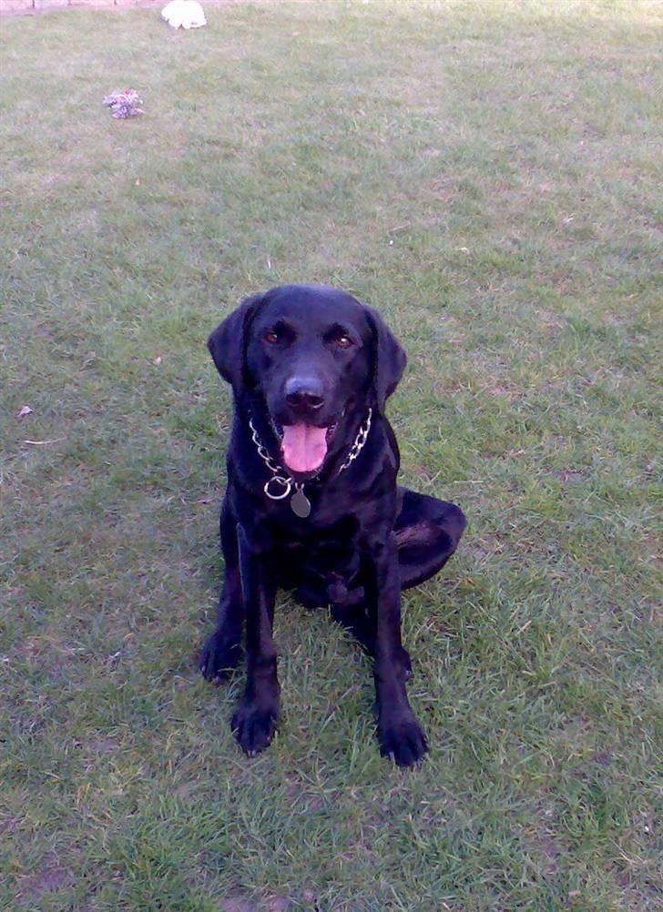 Labrador retriever Balder - Hej. Jeg er Balder og velkommen til min profil. :D billede 1
